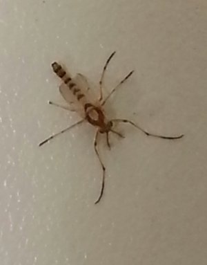 mosquito.jpg