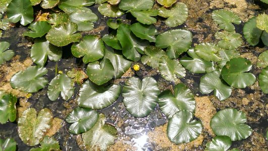 lilypads.jpg