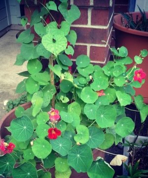 Nasturtiums & Morning Glory's.jpg