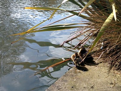 ducklings ranelagh.jpg