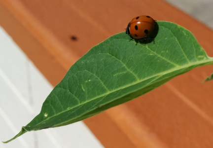 ladybugcrop1.png