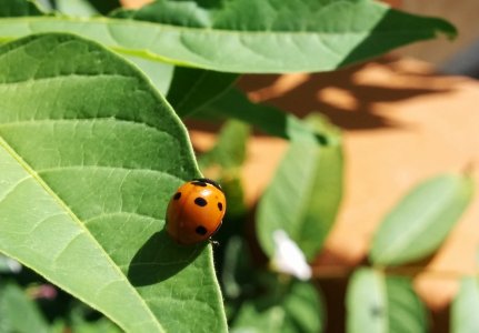 ladybugcrop2.jpg