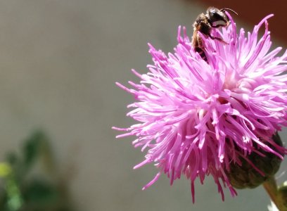 Beecrop3.jpg