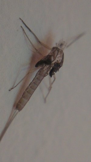 2013-06-29 16.50.17.jpg