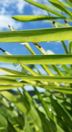 WaterDroplet_Reflection.jpg
