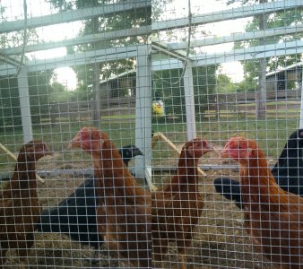 chickens.jpg