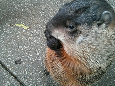 Groundhog.jpg