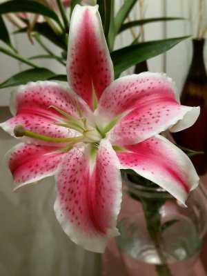 Stargazer Lilly.jpg