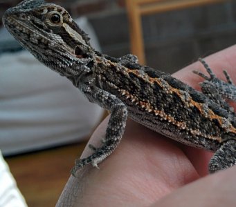 Lizard 1.jpg