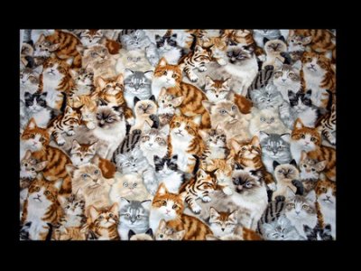 Cats.jpg