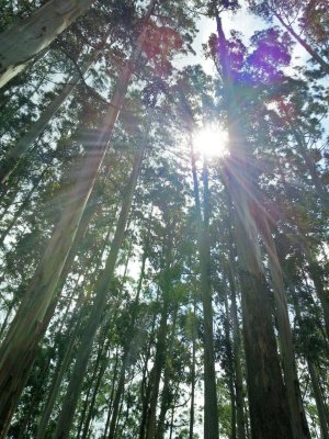 Tree-Flare.jpg
