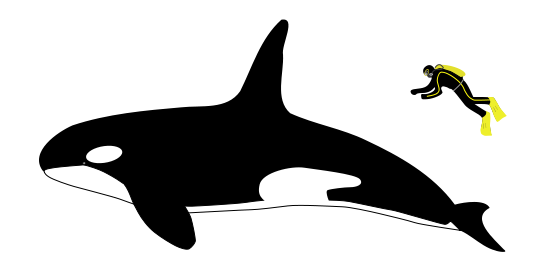 546px-Orca_size-2.svg.png