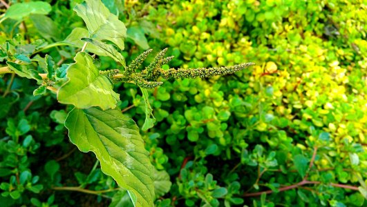 IMAG0034.jpg