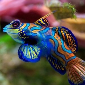 aquariumcustomisationset08.jpg