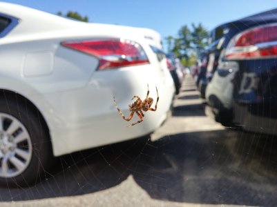 spider.jpg