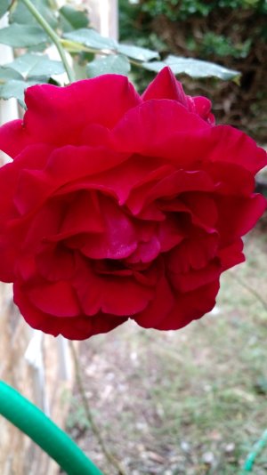 IMG_2014 rose.jpg