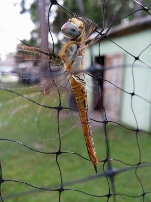 20140809_172817.jpg