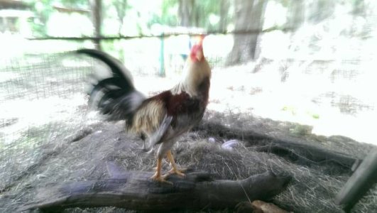 IMAG1135.jpg