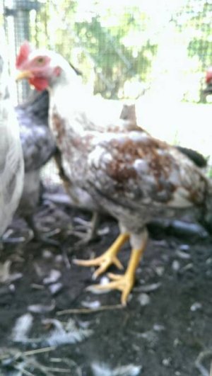 IMAG0767.jpg