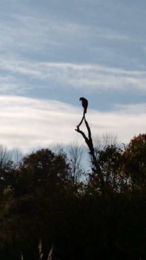 IMG_20141003_162908499.jpg
