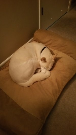 dog.jpg