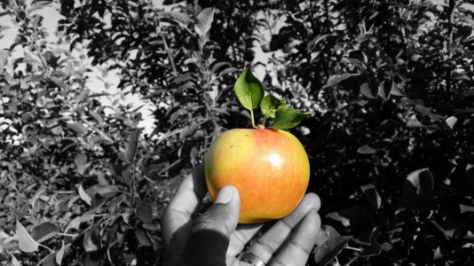 apple.jpg