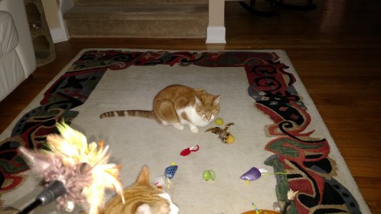 2014-11-02 07.32.31.jpg