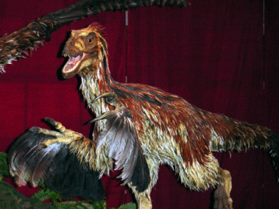 Feathers.png