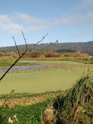Marsh.jpg