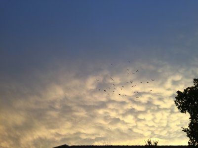 birds sky.jpg