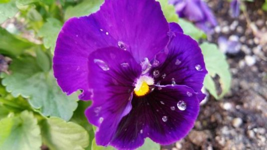 100flower.jpg
