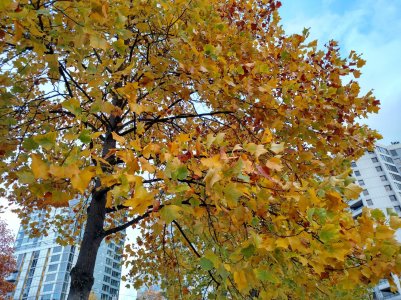 weekly-photo-contest-trees.jpg