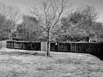 blackandwhitetree.jpg