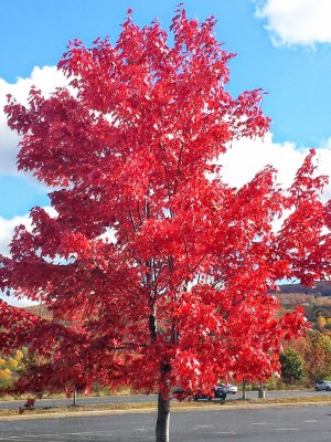 Tree.jpg