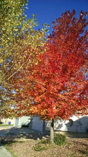 IMG_20141019_163831790.jpg