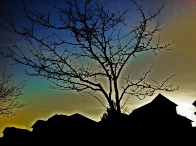 Tree.jpg