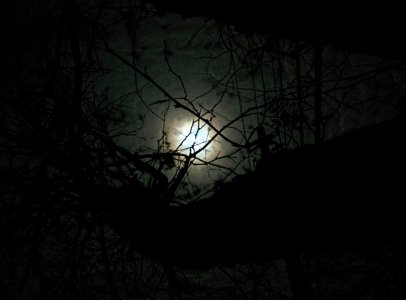 NightTree.jpg