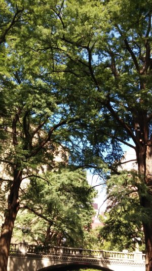 2014-09-06%2011_20_18TREES.jpg