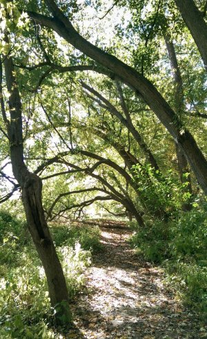 Tree.jpg
