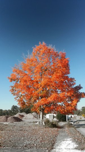 20141107_080352_2.jpg