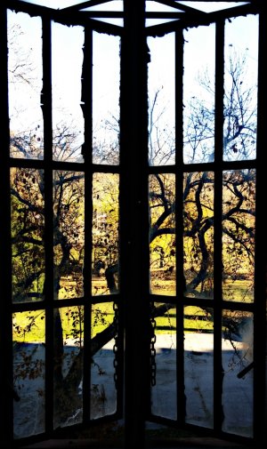 transallegh_treewindow.jpg