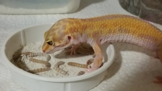 Amber the Leopard Gecko.jpg