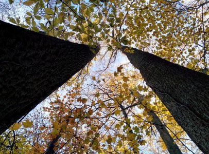 trees.jpg