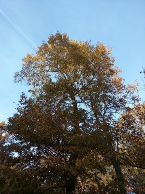tree.jpg