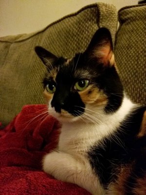 cat.jpg