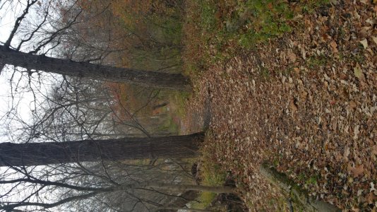 20141108_153047[1].jpg