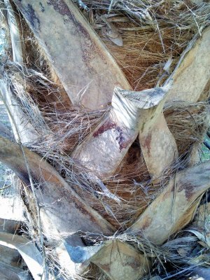 palm trunk.jpg
