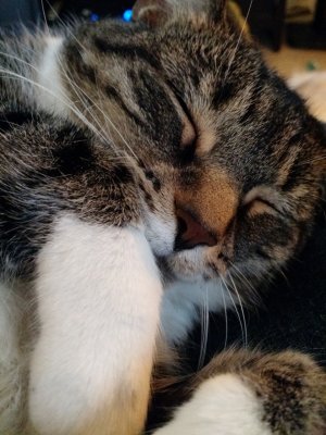 Boo Sleep.jpg