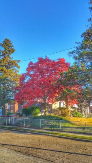 20141110_152023_1.jpg