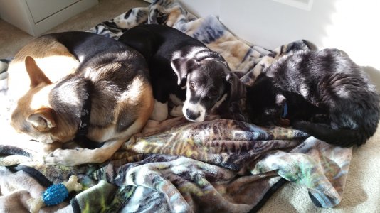 Dogs.jpg